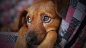 Anxiety in Dogs