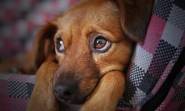 Anxiety in Dogs