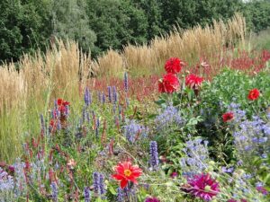 field of flowers